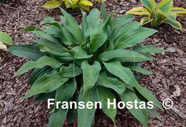 Hosta Asian Splash Mountain